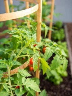 Bamboo Tomato Cages, Set Of 3 -Garden Care Sale 8613426 6934