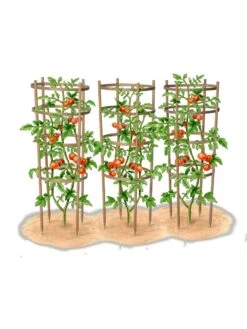 Bamboo Tomato Cages, Set Of 3 -Garden Care Sale 8613426 art