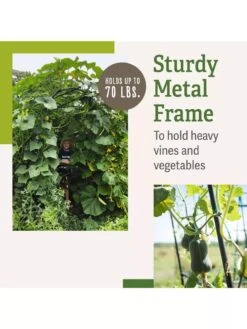 Titan Squash Tunnel -Garden Care Sale B07932DMCR plantsupport benefits 2