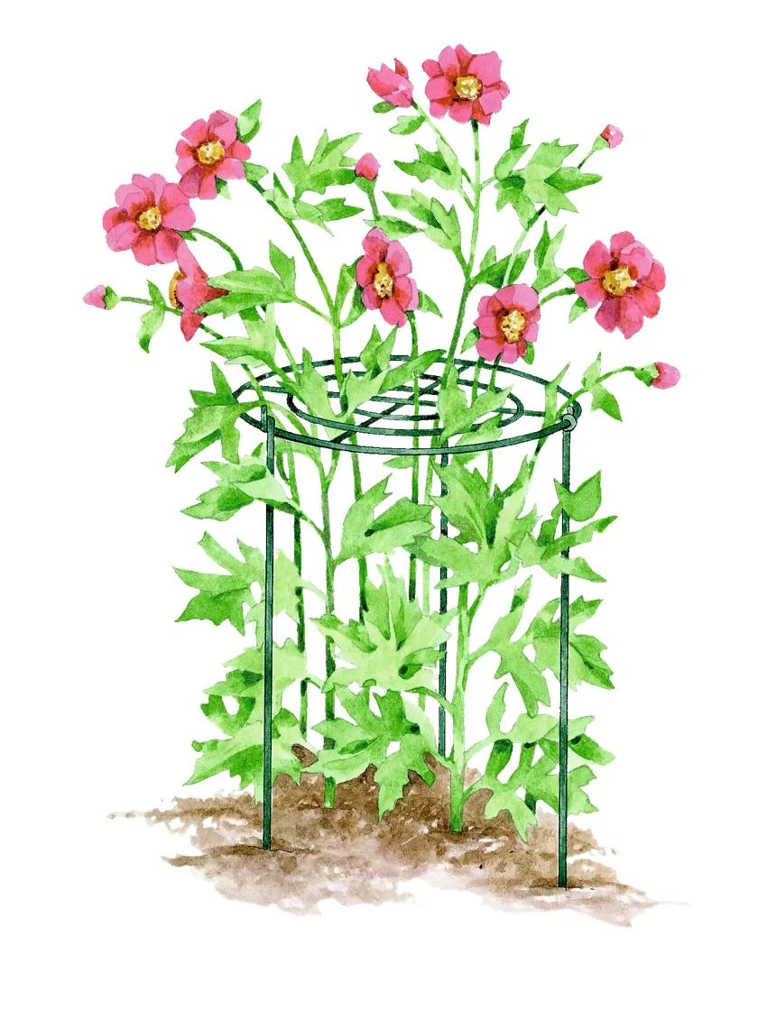 Grow Through Supports, Set Of 3 2 Grow Through Supports, Set Of 3 - Image 2